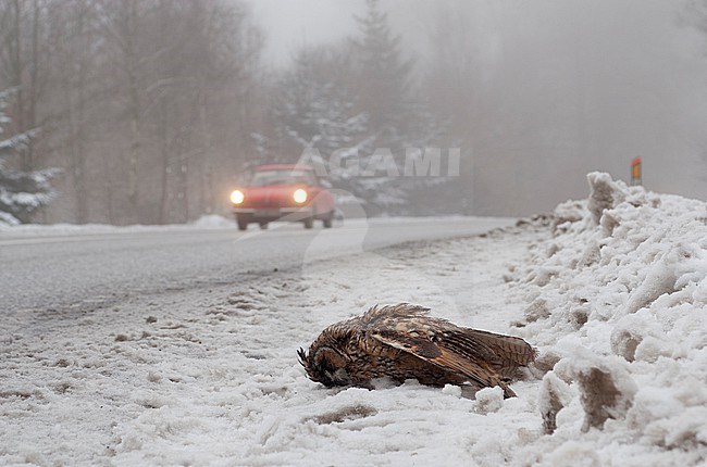 Road-killed Long-eared Owl (Asio otus) laying in snow next to the road at Gribskov, Denmark stock-image by Agami/Helge Sorensen,