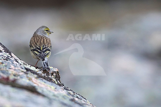 Adult female Corsican Finch (Carduelis corsicana) in France (Corsica). stock-image by Agami/Ralph Martin,