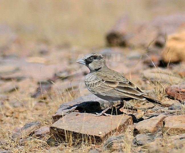 Ashy-crowned Sparrow-Lark (Eremopterix griseus) at Banti Grasslands, Bhuj, Gujarat, India. stock-image by Agami/Laurens Steijn,