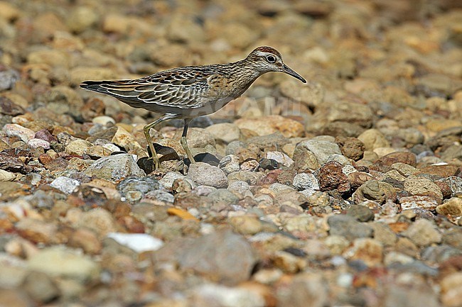 Migratnt Sharp-tailed Sandpiper, Calidris acuminata, in the Lesser Sundas, Indonesia. Foraging on a tropical beach. stock-image by Agami/James Eaton,