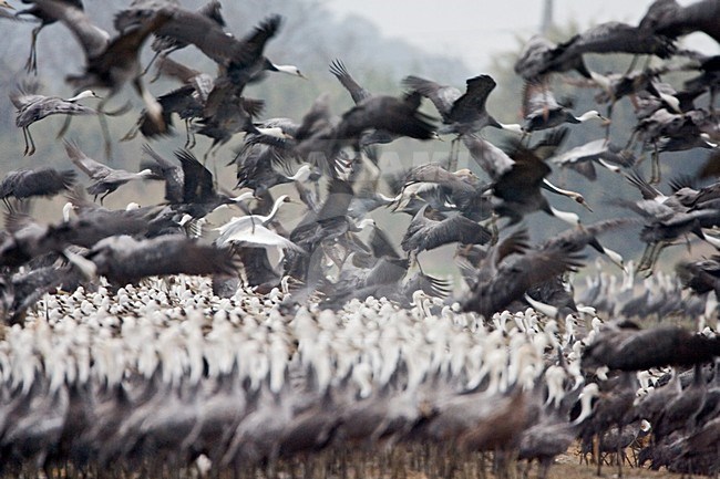 Grote groep overwinterende Monnikskraanvogels en Witnekkraanvogels; Large flock of wintering Hooded Cranes and White-naped Cranes stock-image by Agami/Marc Guyt,