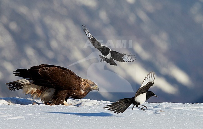 Golden Eagle  (Aquila chrysaetos) and Magpie (Pica pica) Norway November 2013 stock-image by Agami/Markus Varesvuo,