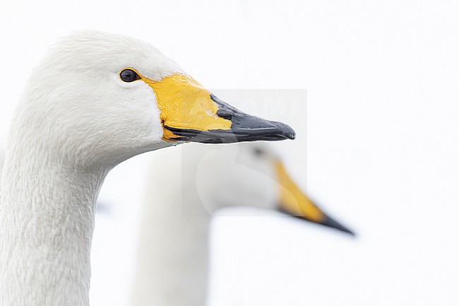 Whooper Swan (Cygnus cygnus) in winter surronding. stock-image by Agami/Marcel Burkhardt,