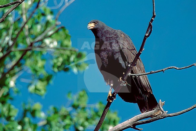 Adult
Jeff Davis Co., TX
May 2002 stock-image by Agami/Brian E Small,