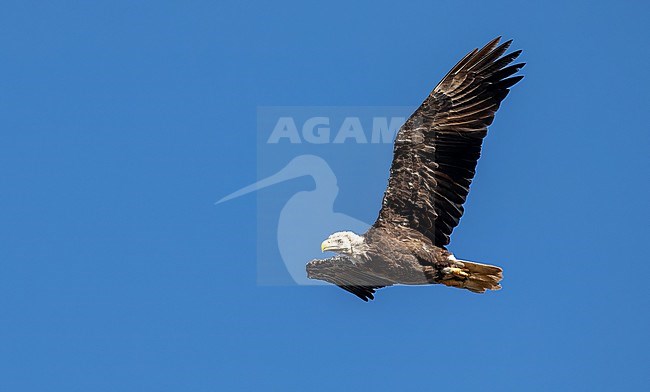 Bald Eagle (Haliaeetus leucocephalus) adult in flight stock-image by Agami/Ian Davies,