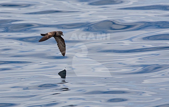 Ashy Storm Petrel (Oceanodroma homochroa) in flight over the pacific ocean off the coast of California stock-image by Agami/Marc Guyt,