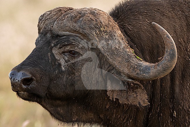 Close up portrait of a Cape buffalo, Syncerus caffer. Voi, Tsavo, Kenya stock-image by Agami/Sergio Pitamitz,