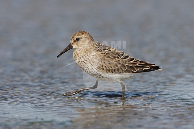 Foeragerende Bonte Strandloper; Foraging Dunlin stock-image by Agami/Arie Ouwerkerk,