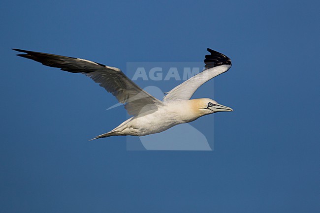 Volwassen Jan-van-gent in de vlucht; Adult Northern Gannet in flight stock-image by Agami/Daniele Occhiato,