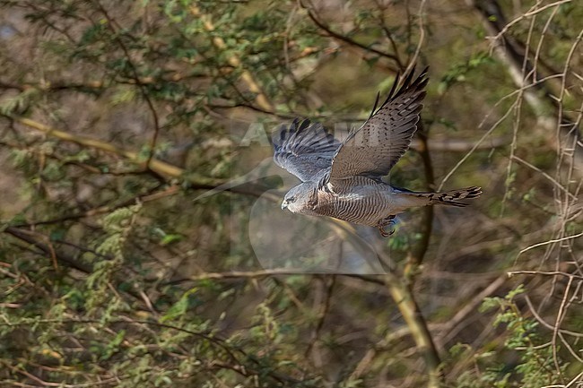 Levant Sparrowhawk (Accipiter brevipes) male flying near the gate of the Aqaba Bird Observatory in Jordan. stock-image by Agami/Vincent Legrand,