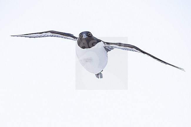  stock-image by Agami/Menno van Duijn,