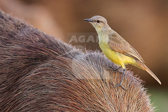 Cattle Tyrant (Machetornis rixosa) perched on a Capybara in the Pantanal of Brazil. stock-image by Agami/Glenn Bartley,