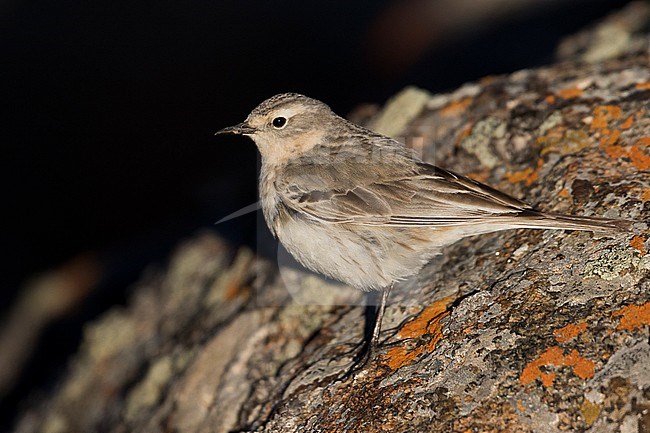 Water Pipit - Bergpieper - Anthus spinoletta ssp. blakistoni, Kyrgyzstan, adult stock-image by Agami/Ralph Martin,