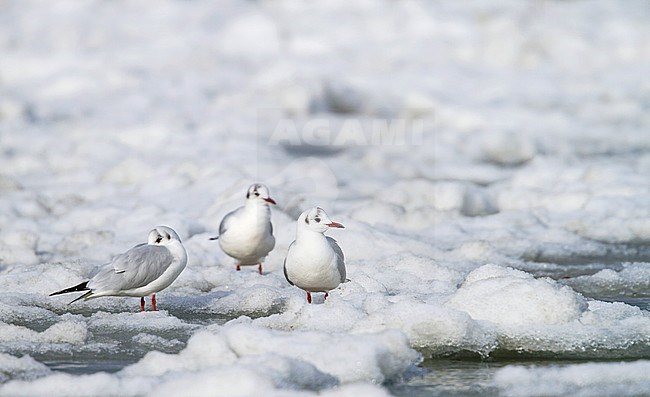 Black-headed Gull - Lachmöwe - Larus ridibundus, Switzerland, adult, winter plumage stock-image by Agami/Ralph Martin,