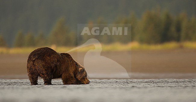 Wild Grizzly Bear (Ursus arctos) in North America stock-image by Agami/Danny Green,