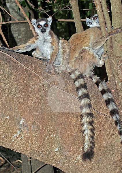 Two adult Ring-tailed lemurs (Lemur catta), also known as Ring-tailed Maki, in their natural habitat on Madagascar. Resting in a tree. stock-image by Agami/Pete Morris,