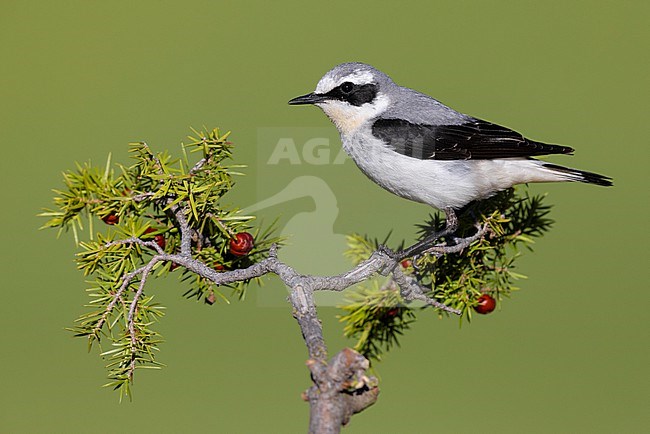 Northern Wheatear (Oenanthe oenanthe), side view of an adult male perched on a Juniper branch, Abruzzo, Italy stock-image by Agami/Saverio Gatto,