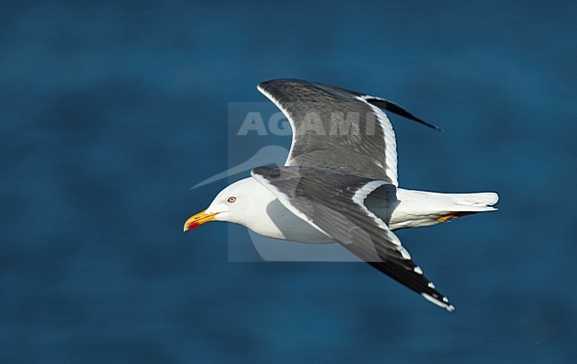 Kleine Mantelmeeuw volwassen vliegend; Lesser Black-backed Gull adult flying stock-image by Agami/Roy de Haas,