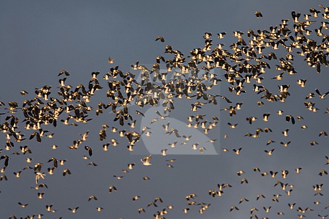 Northern Lapwing flock flying; Kievit groep vliegend stock-image by Agami/Marc Guyt,