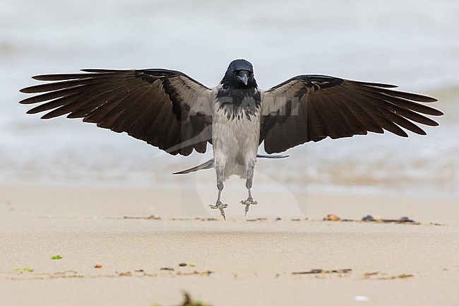 Hooded Crow (Corvus cornix), front view of an individual in flight, Campania, Italy stock-image by Agami/Saverio Gatto,