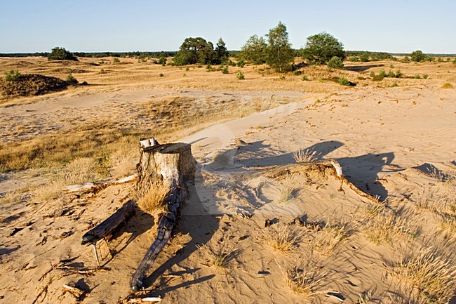 Kootwijkerzand, Kootwijk, Veluwe, Netherlands stock-image by Agami/Marc Guyt,