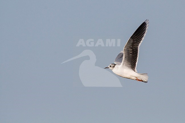 Little Gull - Zwergmöwe - Hydrocoloeus minutus, Germany, adult stock-image by Agami/Ralph Martin,