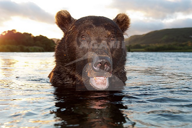 Kamtsjatkabeer close-up in water, Kamchatka Brown Bear close-up in water stock-image by Agami/Sergey Gorshkov,