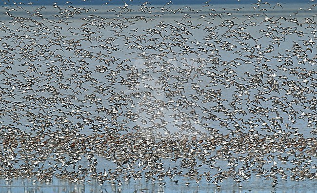Flock of waders (Dunlins, Grey Plovers, Sanderlings, Bar-tailed Godwits, Red Knots) over the waddensea coast on the former isle of Wieringen, Noord Holland. They visit this place during migration in spring. stock-image by Agami/Renate Visscher,