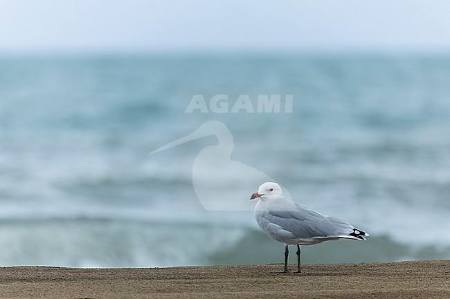 Adult Audouin's Gull (Ichthyaetus audouinii) during autumn in Ebro delta, Spain. The global population is currently in a rapid reduction. stock-image by Agami/Marc Guyt,