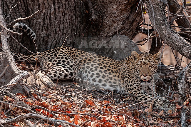 Portrait of a leopard, Panthera pardus, resting in the shade at the base of a tree. Okavango Delta, Botswana. stock-image by Agami/Sergio Pitamitz,