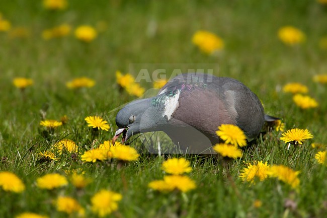 Houtduif tussen paardenbloemen, Common Wood Pigeon and yellow flowers stock-image by Agami/Wil Leurs,