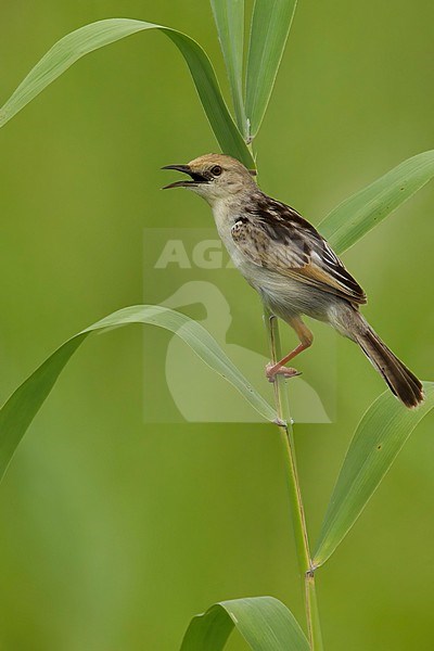 Rufous-winged Cisticola (Cisticola galactotes) Perched in grass  in South Africa stock-image by Agami/Dubi Shapiro,