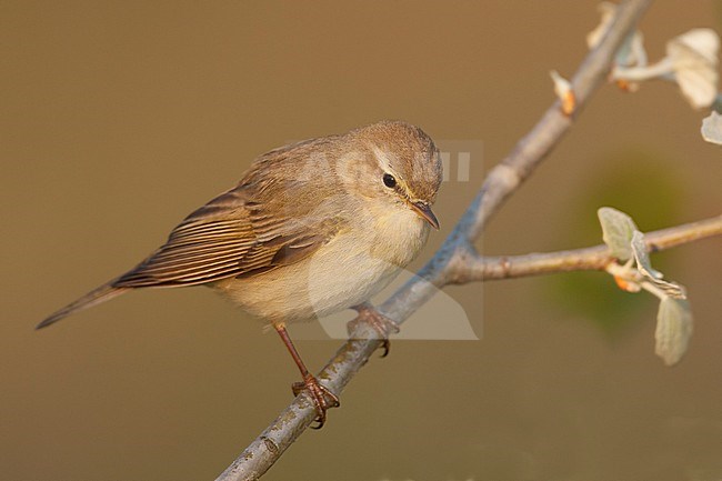 Willow Warbler - Fitis - Phylloscopus trochilus ssp. trochilus, Germany stock-image by Agami/Ralph Martin,