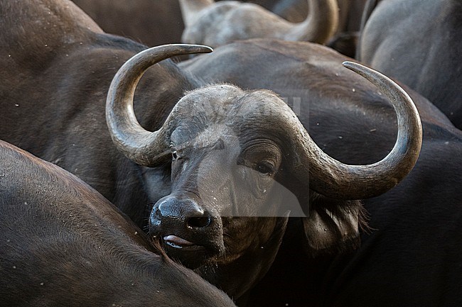 An African buffalo, Syncerus caffer, at a waterhole. Voi, Tsavo Conservation Area, Kenya. stock-image by Agami/Sergio Pitamitz,