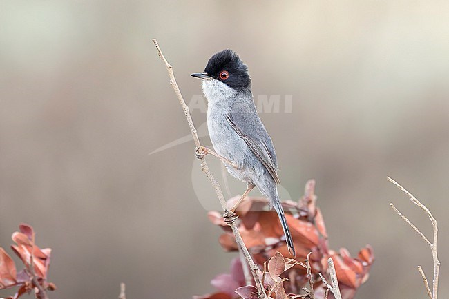 The Sardinian warbler is a common and widespread typical warbler from the Mediterranean region. This male was photographed on Sardinia, the island after which the bird is named. It is seen on a small branch against a clear grey brown background. stock-image by Agami/Jacob Garvelink,
