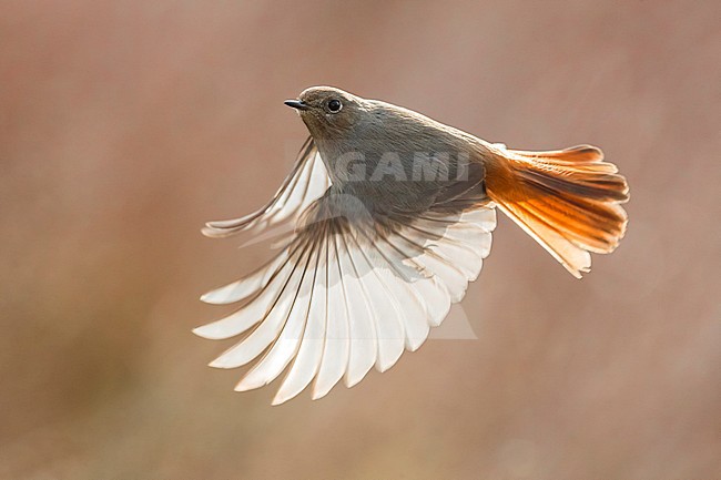 Vrouwtje Zwarte Roodstaart in vlucht, Female Black Redstart in flight stock-image by Agami/Daniele Occhiato,