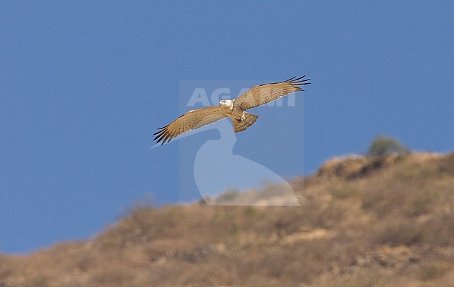 Short-toed Snake Eagle (Circaetus gallicus) in flight. Photo of a very pale individual. Photo below with a mountain and blue sky on the background. Oman stock-image by Agami/Markku Rantala,