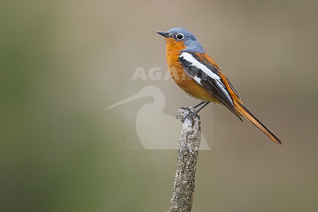 Adult male Ala Shan Redstart, Phoenicurus alaschanicus, in China. stock-image by Agami/Dubi Shapiro,