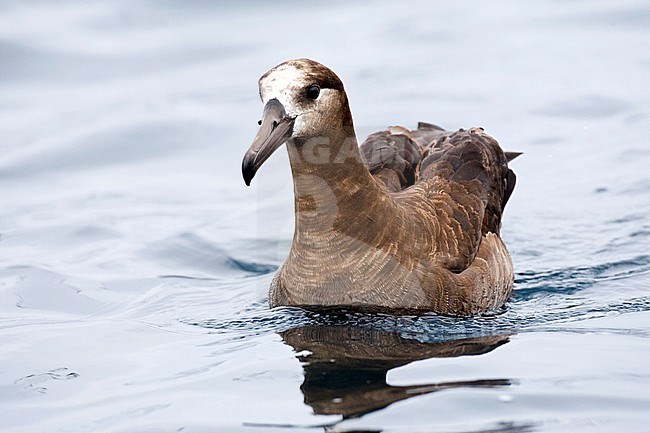 Adult Black-footed Albatross (Diomedea nigripes) at sea off the coast of Montery in California, USA. Swimming towards the stern of a small ship, expecting food scraps. stock-image by Agami/Marc Guyt,
