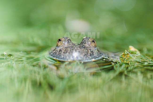 Yellow-bellied Toad (Bombina variegata) taken the 13/09/2022 at Embrun- France. stock-image by Agami/Nicolas Bastide,