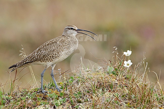 Adult Hudsonian Whimbrel (Numenius hudsonicus) on tundra of Seward Peninsula, Alaska, United States. stock-image by Agami/Brian E Small,