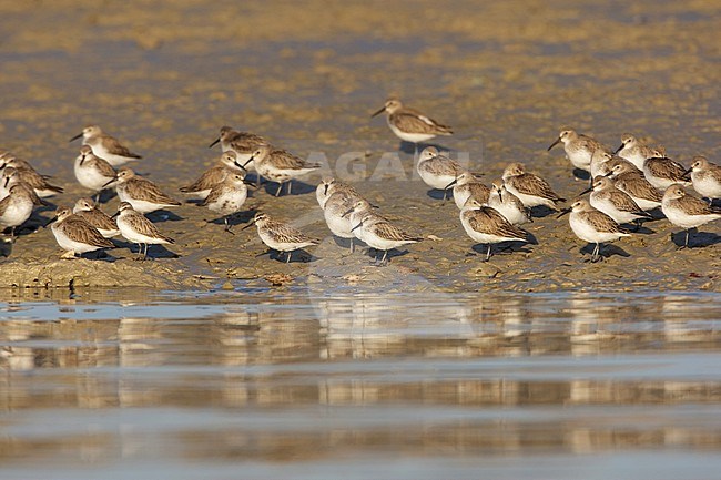 Breedbekstrandloper, Broad-billed Sandpiper, Limicola falcinellus stock-image by Agami/Arie Ouwerkerk,