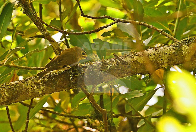 Canary Island Goldcrest (Regulus teneriffae) at Tenerife stock-image by Agami/Eduard Sangster,
