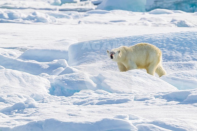 Mother near her Polar Bear cub observed from the lower deck of the Polarstern - AWI Expedition in Haussgarden, Greenland sea. stock-image by Agami/Vincent Legrand,