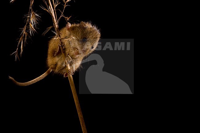 Dwergmuis in rietpluim; Harvest Mouse in reed stem stock-image by Agami/Theo Douma,