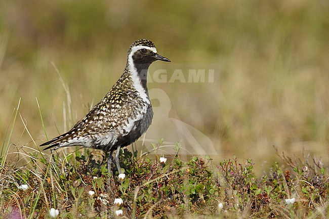 Adult male Pacific Golden Plover (Pluvialis fulva) in full breeding plumage at Seward Peninsula, Alaska, USA in June 2018. stock-image by Agami/Brian E Small,