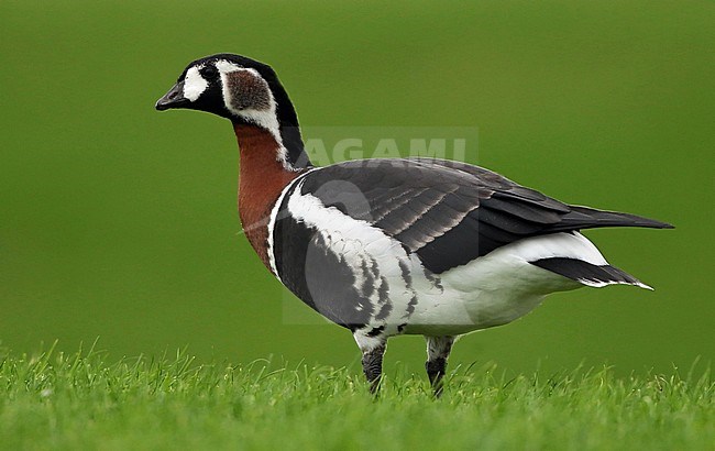 First-winter Red-breasted Goose (Branta ruficollis) in the Netherlands. Captive animal. stock-image by Agami/Fred Visscher,