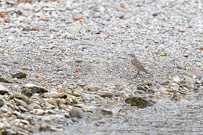 A Water Pipit (Anthus spinoletta spinoletta) in breeding plumage at Lake Starnberg during migration stock-image by Agami/Mathias Putze,