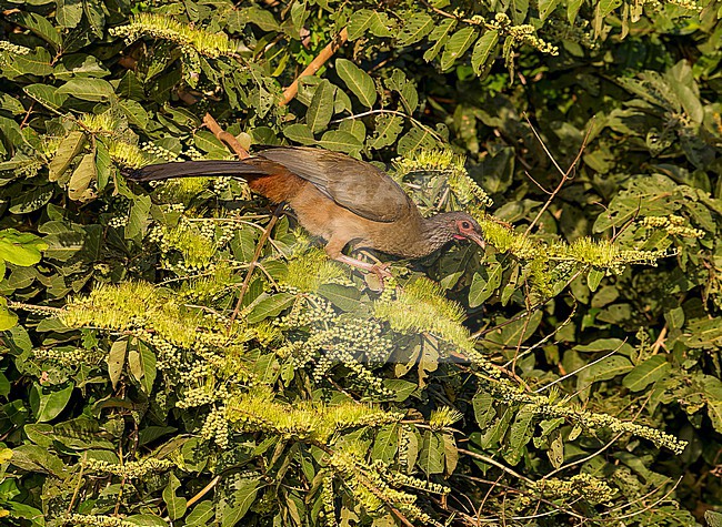 Chaco Chachalaca, Ortalis canicollis pantanalensis perched in a tree in the Pantanal, Brazil stock-image by Agami/Andy & Gill Swash ,