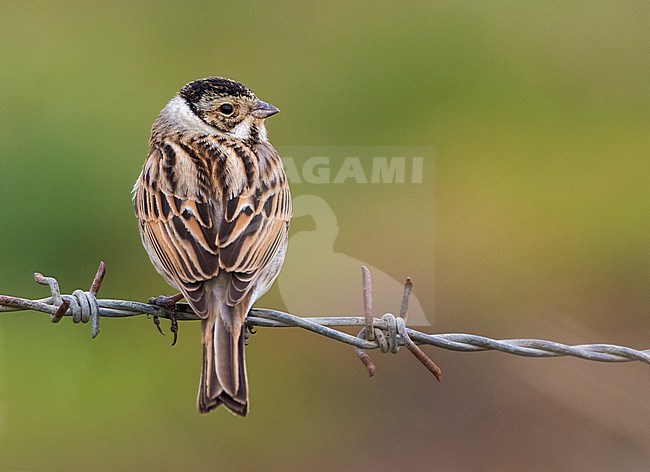 Common Reed Bunting (Emberiza schoeniclus), adult male in winter plumage seen from back. Perchecd on barbed wire. stock-image by Agami/Saverio Gatto,